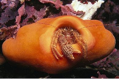 《帕斯卡契约：终极版》即将登陆Switch 7月14日发售